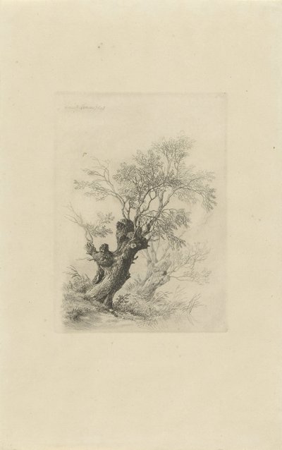 Saule - Remigius Adrianus Haanen
