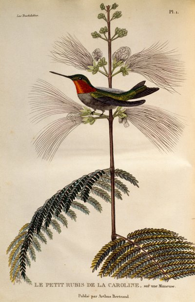 Colibri à gorge rubis (Archilochus colubris), gravure de Les trochilidees ou les colibris et les oiseaux-mouches - René Primevère Lesson