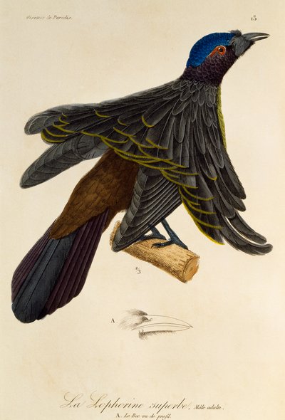 Mâle adulte du Superbe Oiseau de paradis (Lophorina superba), gravure de Histoire naturelle des oiseaux de paradis et des épimaques - René Primevère Lesson