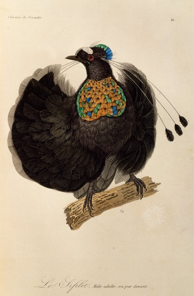 Mâle adulte du Parotia de l