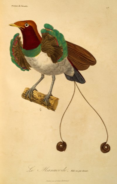 Mâle du Roi des oiseaux de paradis (Cicinnurus regius), gravure de Histoire naturelle des oiseaux de paradis et des épimaques - René Primevère Lesson