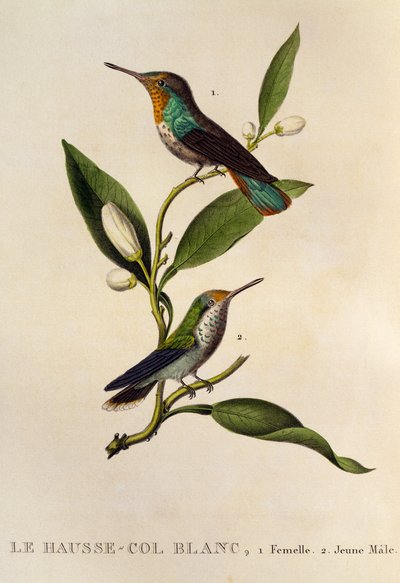 Colibri rubis-topaze femelle et jeune mâle (Chrysolampis mosquitus), gravure de Les trochilidees ou les colibris et les oiseaux-mouches - René Primevère Lesson