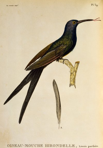 Colibri à queue fourchue (Eupetomena macroura), gravure de Les trochilidees ou les colibris et les oiseaux-mouches - René Primevère Lesson