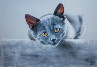 Chat gris - Renate Dohr