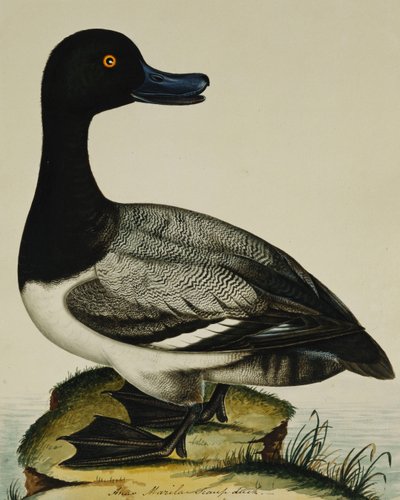 Canard Milouin - Rev. C. Atkinson