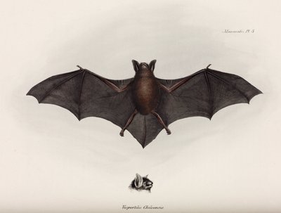 Chauve-souris, Amérique du Sud, vers 1832-1836 - John Pardon