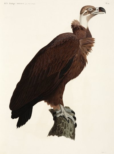 Vautour brun, Égypte - John Pardon