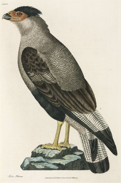 Caracara huppé - John Pardon
