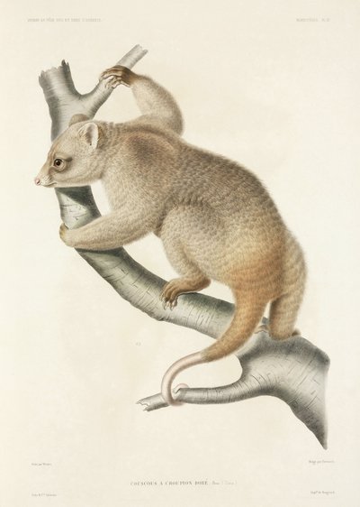 Cuscus - John Pardon