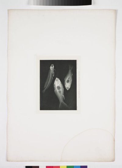 Radiologie diagnostique, radiographies Radiographie de poisson - John Pardon
