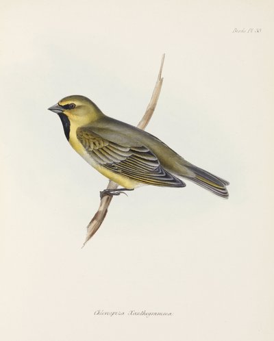 Pinson, vers 1832-1836 - John Pardon