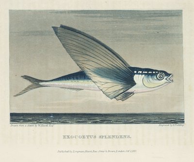 Poisson volant - John Pardon