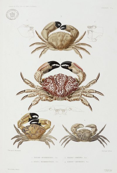Quatre types de crabes - John Pardon