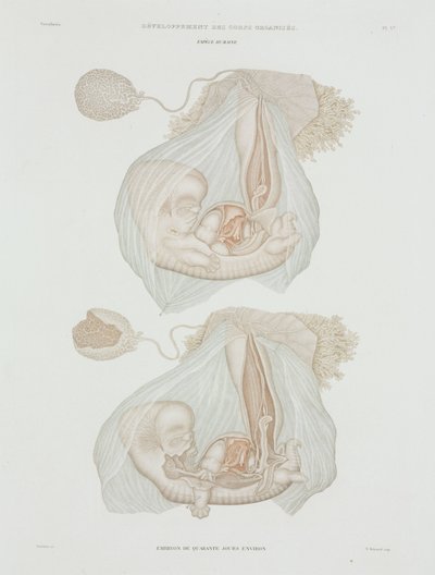Gynécologie Fœtus humain à 40 jours, vers 1847-1859 - John Pardon