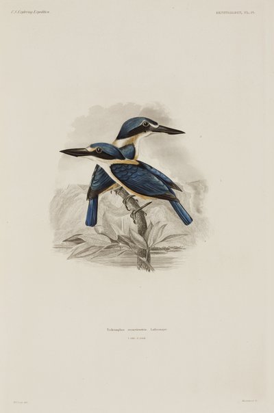Martin-pêcheurs, Samoa - John Pardon