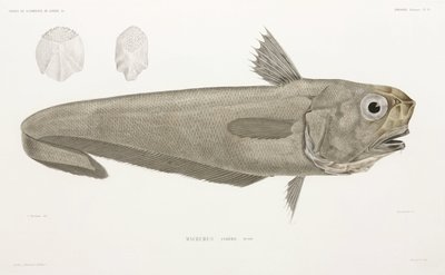 Poisson-couteau - John Pardon