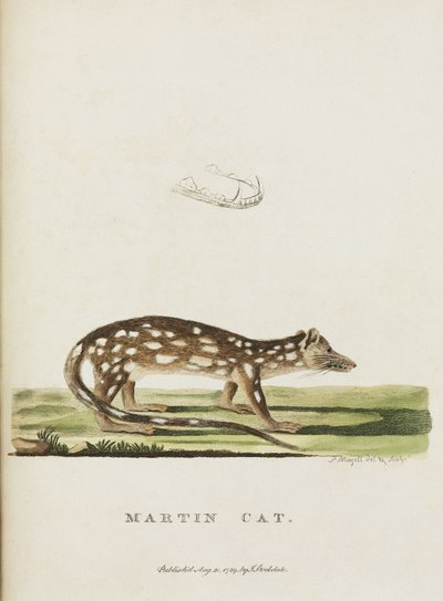 Martin Cat, Australie, c 1788 - John Pardon