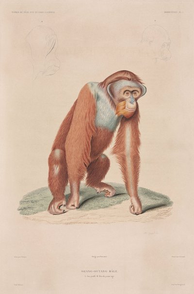 Orang-outan, Indonésie - John Pardon