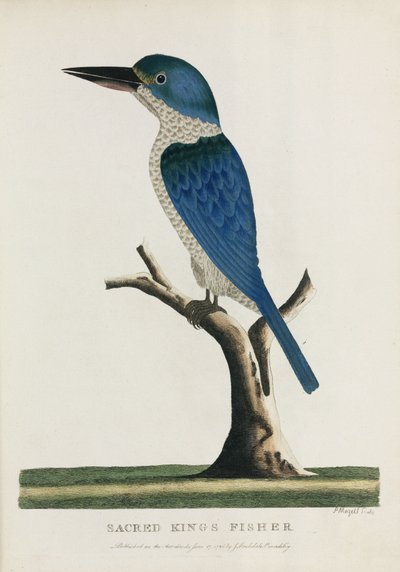 Martin-pêcheur sacré, Australie, c 1788 - John Pardon