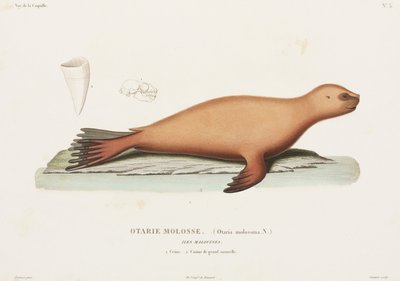Lion de mer, Îles Falkland - John Pardon