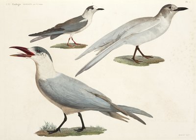 Sternes et mouettes, Égypte - John Pardon