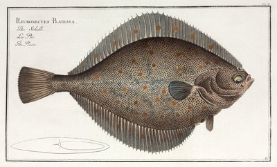 La Plie - John Pardon