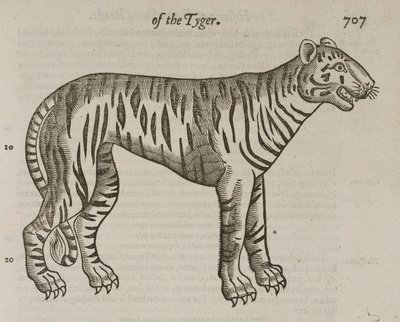 Le Tigre - John Pardon
