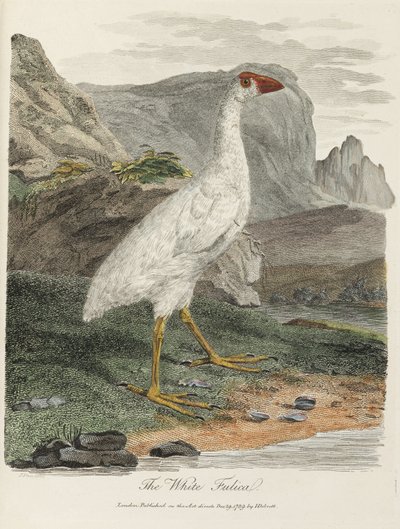 La Foulque blanche - John Pardon