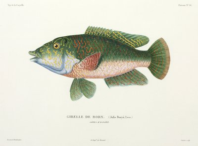 Type de labre, Tahiti - John Pardon