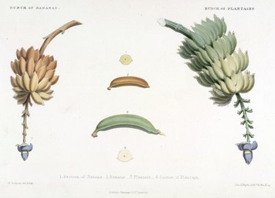 Régime de bananes et plantains, illustration de 