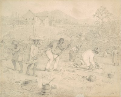 Plantation de la canne à sucre (Trinité) - Richard Bridgens