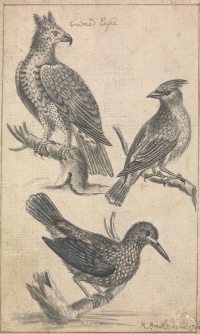 Aigle couronné et deux oiseaux - Richard Brookes