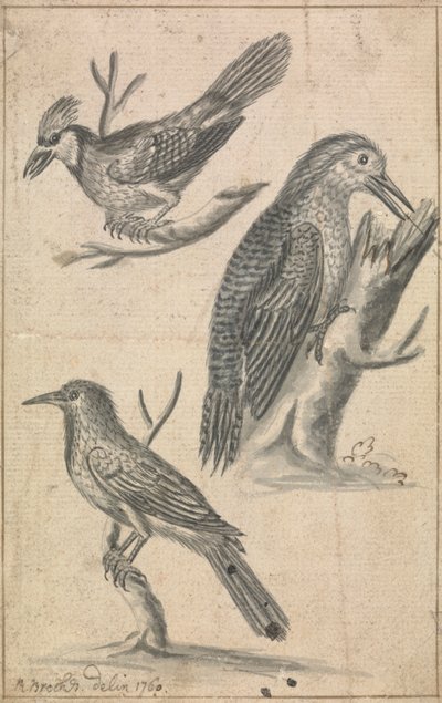 Pic et deux oiseaux - Richard Brookes
