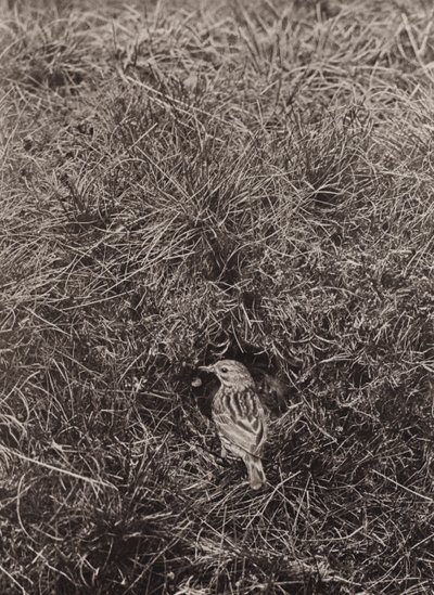 Pipit des prés - Richard and Cherry Kearton
