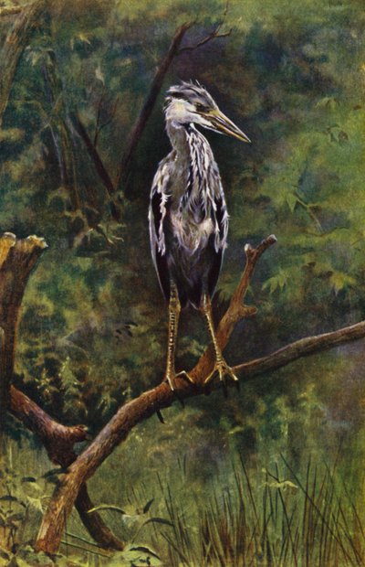 Un jeune héron - Richard and Cherry Kearton