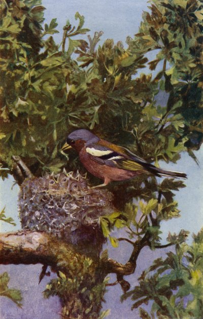 Pinson au nid - Richard and Cherry Kearton
