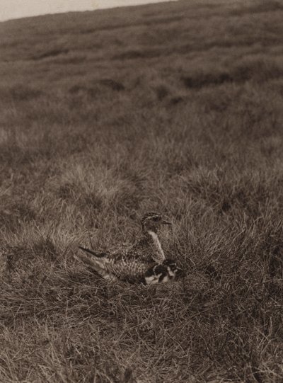 Pluvier doré couvrant ses poussins - Richard and Cherry Kearton
