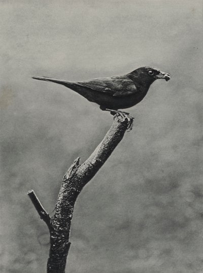 Merle mâle avec de la nourriture pour les jeunes - Richard and Cherry Kearton