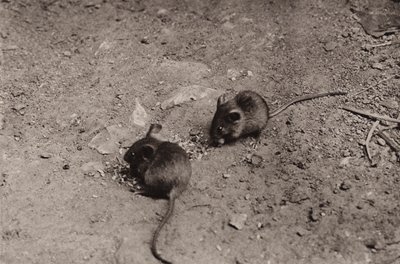 Souris au souper - Richard and Cherry Kearton
