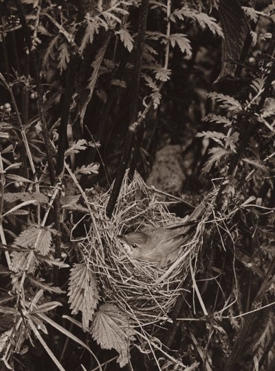 La Fauvette des Marais - Richard and Cherry Kearton