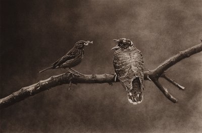 Pipit des arbres nourrissant un jeune coucou - Richard and Cherry Kearton