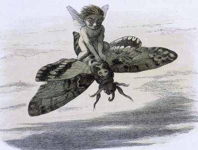 Un elfe chevauchant un papillon. Illustration de Richard Doyle tirée de "In Fairy land. A series of pictures from the elf - world" accompagnée d