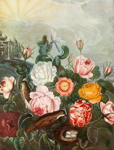 Roses - Richard Earlom