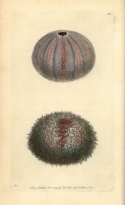 Oursin comestible, Echinus esculentus, de 