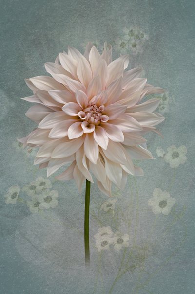 Fleur de dahlia rose pâle - Richard Urbanski