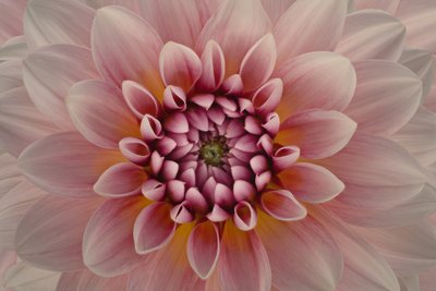 Dahlia rose vif - Richard Urbanski