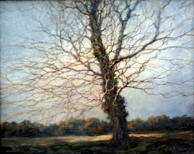 Arbre ensoleillé - Richard Willis