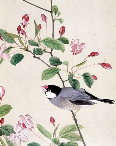 Oiseau - dessin japonais par Riou Chim, fin du XIXe siècle - Riu Chim