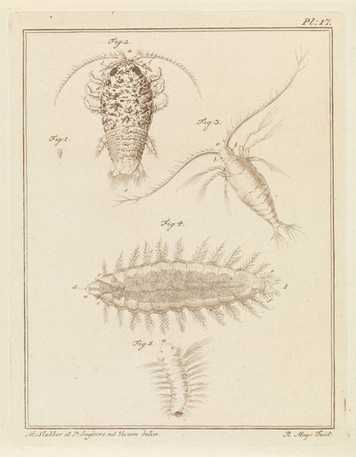 Cloporte agate, copépode et ver brosse - Robbert Muys