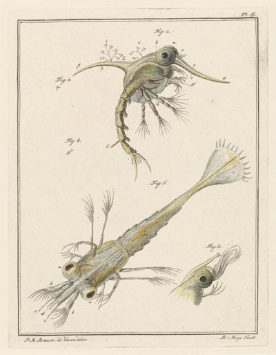Deux stades de développement de la larve de crabe de plage - Robbert Muys